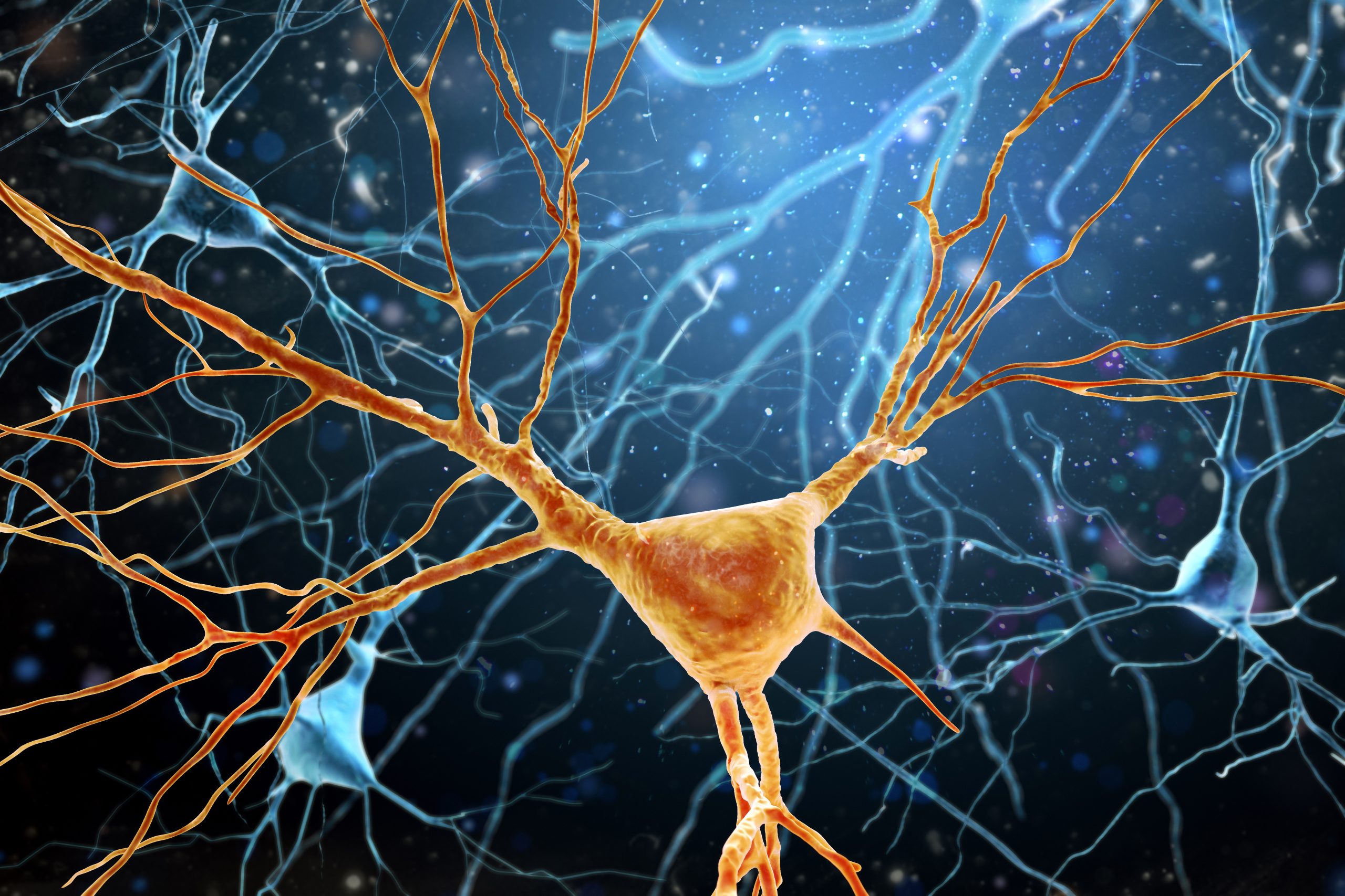 synapses in brain