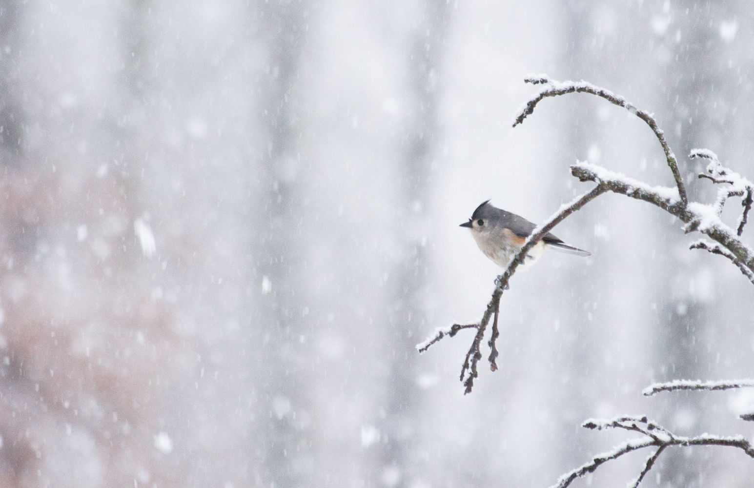 bird sitting on a branch in the snow