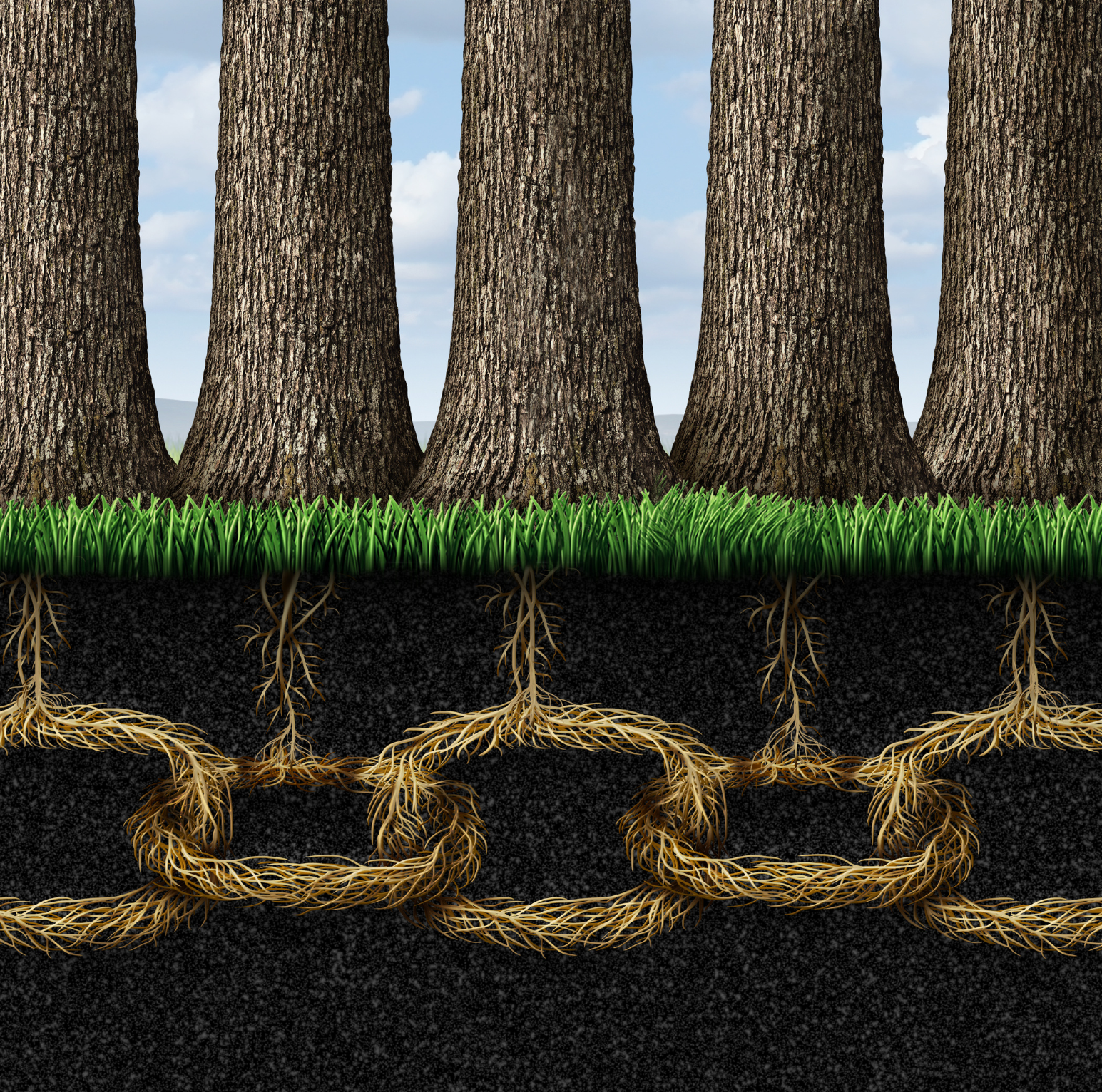 trees linked by their roots in a chain shape