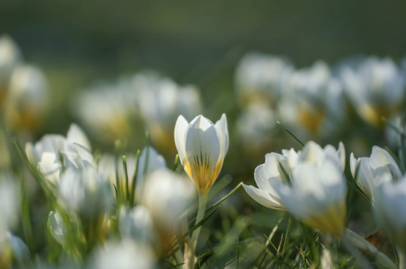 white and yellow budding crocus flowers